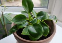 Dodajte malu količinu ovog sastojka u posudu i vaše će sobne biljke napredovati kao nikada prije: RAST ĆE KAO LUDE!