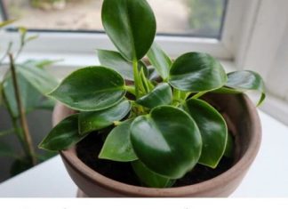 Dodajte malu količinu ovog sastojka u posudu i vaše će sobne biljke napredovati kao nikada prije: RAST ĆE KAO LUDE!