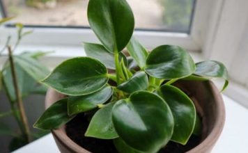 Dodajte malu količinu ovog sastojka u posudu i vaše će sobne biljke napredovati kao nikada prije: RAST ĆE KAO LUDE!