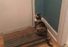 Nepoznata mačka se pojavila pred vašim kućnim pragom? To znači samo jedno – pripremite se