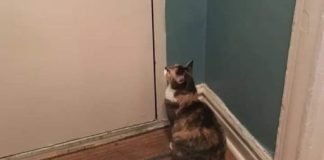 Nepoznata mačka se pojavila pred vašim kućnim pragom? To znači samo jedno – pripremite se