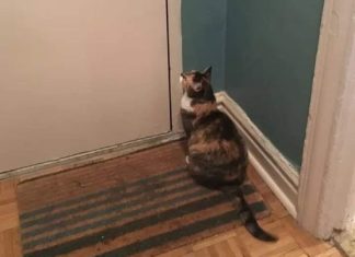 Nepoznata mačka se pojavila pred vašim kućnim pragom? To znači samo jedno – pripremite se