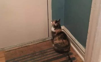 Nepoznata mačka se pojavila pred vašim kućnim pragom? To znači samo jedno – pripremite se