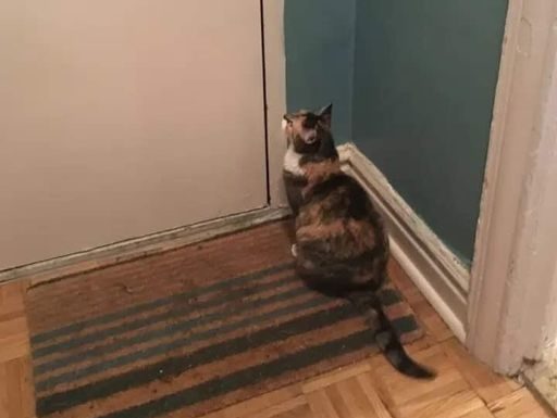 Nepoznata mačka se pojavila pred vašim kućnim pragom? To znači samo jedno – pripremite se