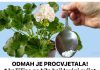 ODMAH JE PROCVJETAO! Samo 1 čajna žličica za bilo koju sobnu biljku osigurava obilje cvjetova!