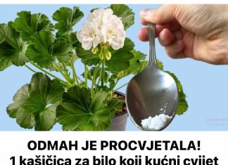 ODMAH JE PROCVJETAO! Samo 1 čajna žličica za bilo koju sobnu biljku osigurava obilje cvjetova!