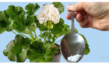 ODMAH JE PROCVJETAO! Samo 1 čajna žličica za bilo koju sobnu biljku osigurava obilje cvjetova!