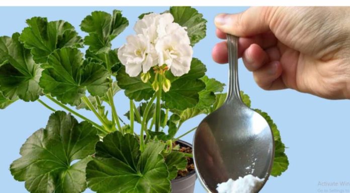 ODMAH JE PROCVJETAO! Samo 1 čajna žličica za bilo koju sobnu biljku osigurava obilje cvjetova!