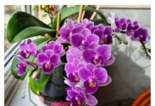 Nikada neće uvenuti: Orhideje ne zalijevajte vodom, VEĆ OVOM TEČNOŠĆU!