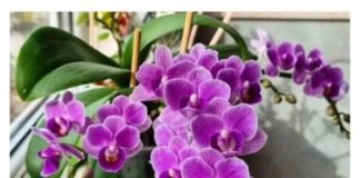 Nikada neće uvenuti: Orhideje ne zalijevajte vodom, VEĆ OVOM TEČNOŠĆU!