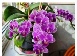 Nikada neće uvenuti: Orhideje ne zalijevajte vodom, VEĆ OVOM TEČNOŠĆU!