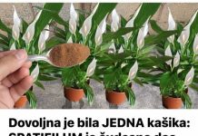 Dovoljna je bila JEDNA kašika: SPATIFILUM je čudesno dao puno cvijeća u samo nekoliko dana