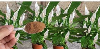 Dovoljna je bila JEDNA kašika: SPATIFILUM je čudesno dao puno cvijeća u samo nekoliko dana