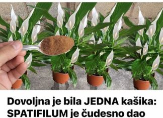 Dovoljna je bila JEDNA kašika: SPATIFILUM je čudesno dao puno cvijeća u samo nekoliko dana