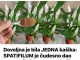 Dovoljna je bila JEDNA kašika: SPATIFILUM je čudesno dao puno cvijeća u samo nekoliko dana