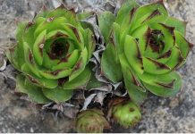 SVAKI DAN POJESTI PO JEDAN LIST – ČINI ČUDA U ORGANIZMU: