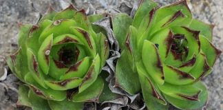 SVAKI DAN POJESTI PO JEDAN LIST – ČINI ČUDA U ORGANIZMU: