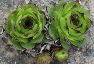 SVAKI DAN POJESTI PO JEDAN LIST – ČINI ČUDA U ORGANIZMU: