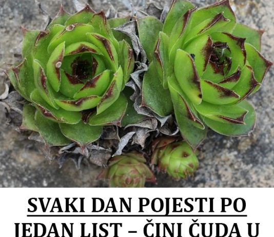 SVAKI DAN POJESTI PO JEDAN LIST – ČINI ČUDA U ORGANIZMU: