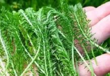 PROTIV SVIH ŽENSKIH BOLESTI: Posebna biljka za liječenje ženskih problema i tegoba kao što su upale jajnika, mršavljenje, bolesti želuca…