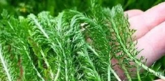 PROTIV SVIH ŽENSKIH BOLESTI: Posebna biljka za liječenje ženskih problema i tegoba kao što su upale jajnika, mršavljenje, bolesti želuca…