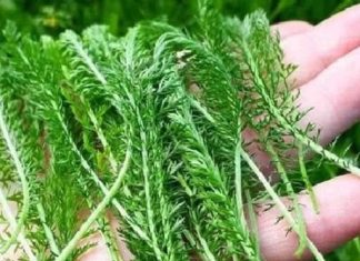 PROTIV SVIH ŽENSKIH BOLESTI: Posebna biljka za liječenje ženskih problema i tegoba kao što su upale jajnika, mršavljenje, bolesti želuca…