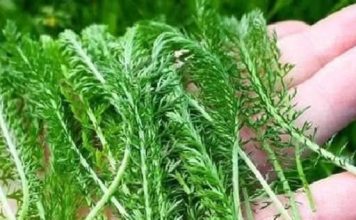 PROTIV SVIH ŽENSKIH BOLESTI: Posebna biljka za liječenje ženskih problema i tegoba kao što su upale jajnika, mršavljenje, bolesti želuca…