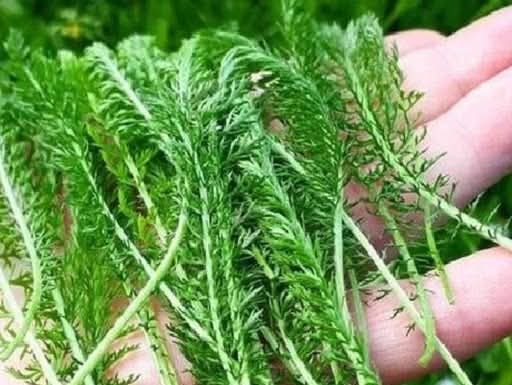 PROTIV SVIH ŽENSKIH BOLESTI: Posebna biljka za liječenje ženskih problema i tegoba kao što su upale jajnika, mršavljenje, bolesti želuca…