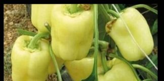 NIKAD VEĆI UROD PAPRIKE – SAMO PORED NJE POSADITE OVU BILJKU ….