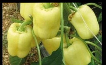 NIKAD VEĆI UROD PAPRIKE – SAMO PORED NJE POSADITE OVU BILJKU ….