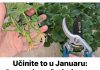Učinite to u Januaru: Grm neće požutjeti, ostatće zelen cijelo ljeto, brzo će rasti i obilno cvjetati!