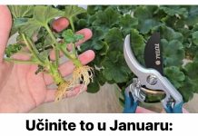 Učinite to u Januaru: Grm neće požutjeti, ostatće zelen cijelo ljeto, brzo će rasti i obilno cvjetati!