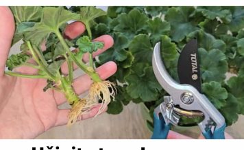 Učinite to u Januaru: Grm neće požutjeti, ostatće zelen cijelo ljeto, brzo će rasti i obilno cvjetati!