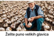 Želite obilan urod velikih glavica češnjaka? Posadite ih u OŽUJKU, a dobivene glavice bit će iznimno velike i robusne kakve dosad niste vidjeli!