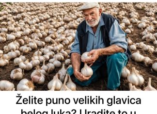 Želite obilan urod velikih glavica češnjaka? Posadite ih u OŽUJKU, a dobivene glavice bit će iznimno velike i robusne kakve dosad niste vidjeli!