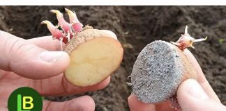 Nikad ne sadite krompir bez toga: Siguran put da udvostručite prinos. MJESEC DANA PRIJE SADNJE…