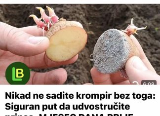 Nikad ne sadite krompir bez toga: Siguran put da udvostručite prinos. MJESEC DANA PRIJE SADNJE…