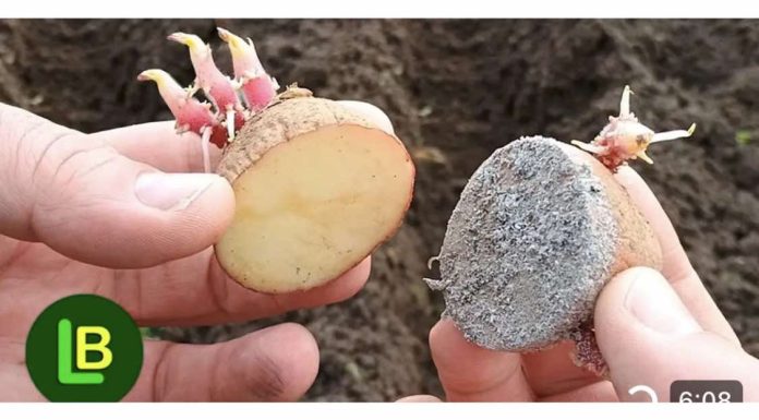 Nikad ne sadite krompir bez toga: Siguran put da udvostručite prinos. MJESEC DANA PRIJE SADNJE…