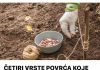 ČETIRI VRSTE POVRĆA KOJE NAJBOLJE USPIJEVA ZIMI: Čak ni najdeblji minus imne može ništa, bićete mirni do proljeća