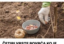 ČETIRI VRSTE POVRĆA KOJE NAJBOLJE USPIJEVA ZIMI: Čak ni najdeblji minus imne može ništa, bićete mirni do proljeća