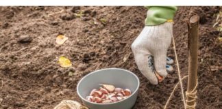 ČETIRI VRSTE POVRĆA KOJE NAJBOLJE USPIJEVA ZIMI: Čak ni najdeblji minus imne može ništa, bićete mirni do proljeća