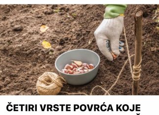 ČETIRI VRSTE POVRĆA KOJE NAJBOLJE USPIJEVA ZIMI: Čak ni najdeblji minus imne može ništa, bićete mirni do proljeća