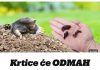 Krtice će ODMAH napustiti vašvrt bez zamki i otrova..