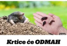 Krtice će ODMAH napustiti vašvrt bez zamki i otrova..