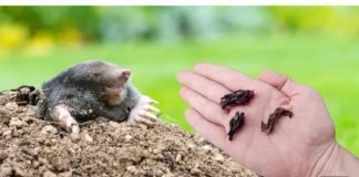 Krtice će ODMAH napustiti vašvrt bez zamki i otrova..