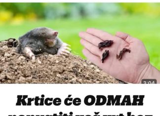 Krtice će ODMAH napustiti vašvrt bez zamki i otrova..