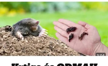 Krtice će ODMAH napustiti vašvrt bez zamki i otrova..