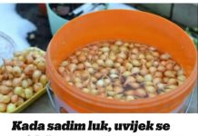 Kada sadim luk, uvijek se pridržavam ovog SAVJETA mog dede: Godinama imam takav rod da mu se i komšije dive!