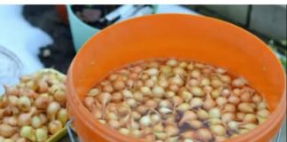 Kada sadim luk, uvijek se pridržavam ovog SAVJETA mog dede: Godinama imam takav rod da mu se i komšije dive!