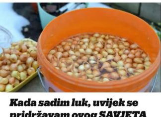 Kada sadim luk, uvijek se pridržavam ovog SAVJETA mog dede: Godinama imam takav rod da mu se i komšije dive!